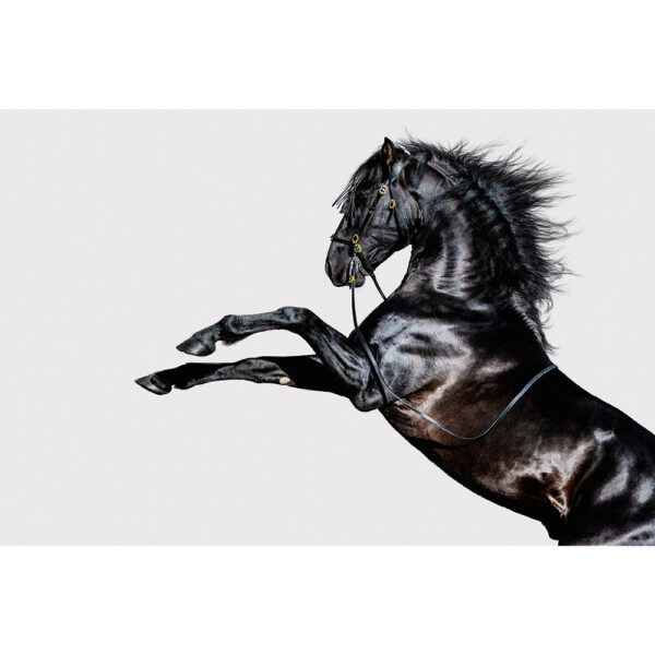 Tier #2 | Pferd, Fotografie
