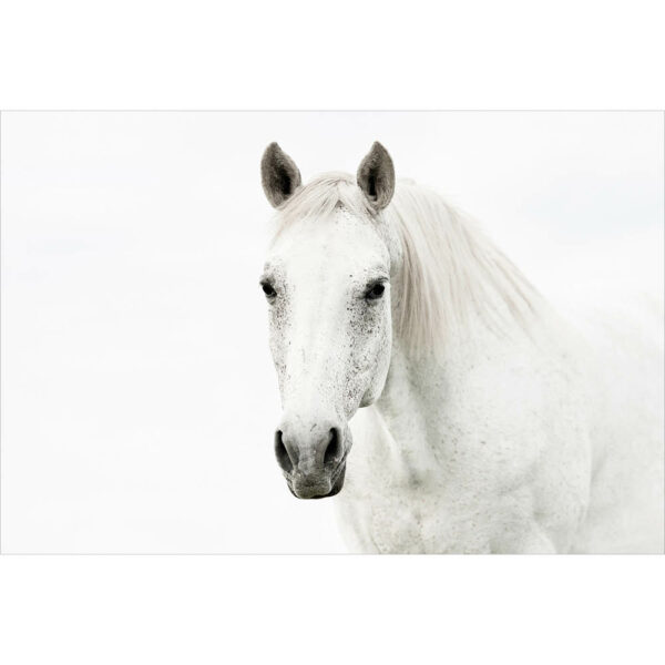 Tier #3 | Pferd, Fotografie