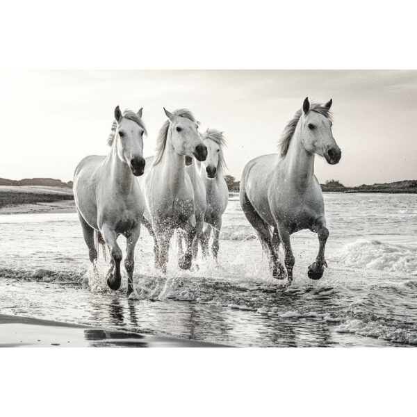 Tier #4 | Pferd, Fotografie