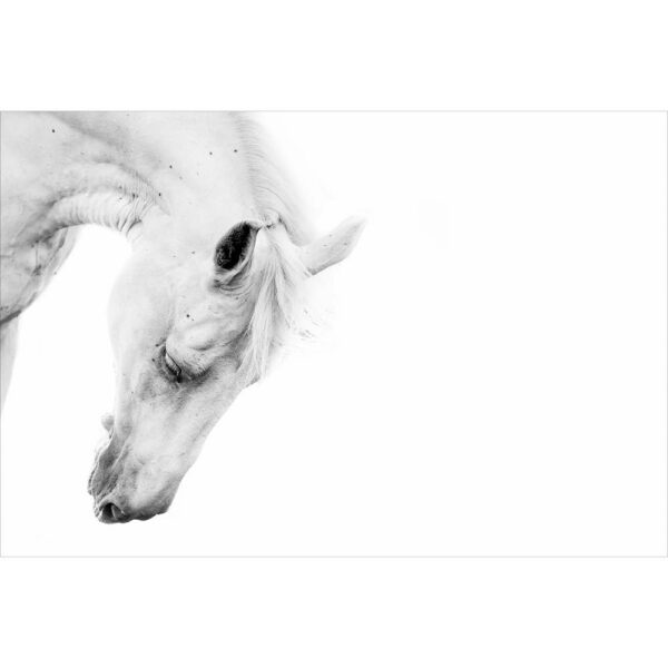 Tier #5 | Pferd, Fotografie