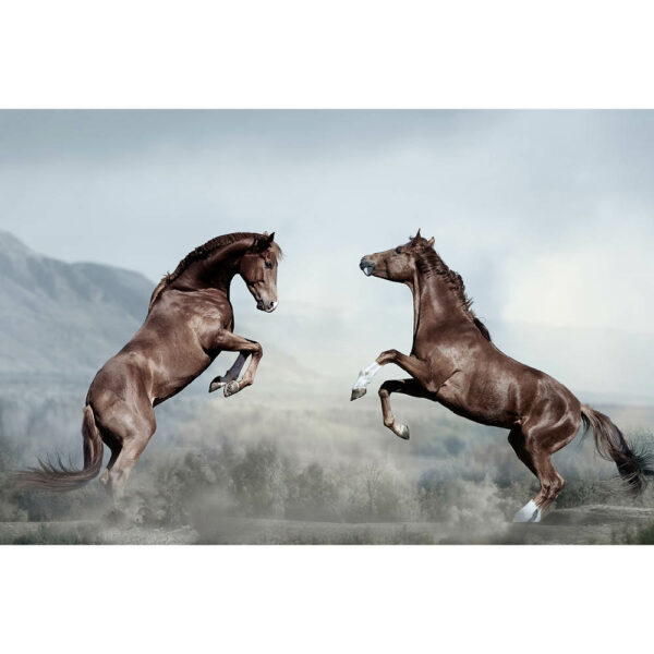 Tier #6 | Pferd, Fotografie
