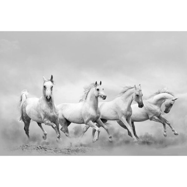 Tier #7 | Pferd, Fotografie