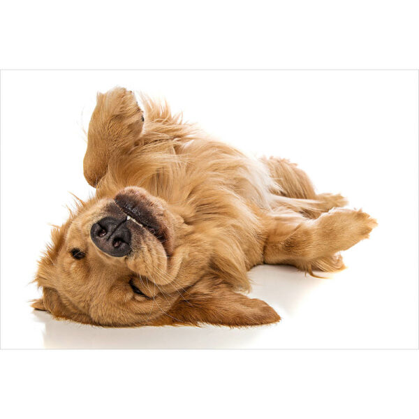 Tier #8 | Hund, Fotografie