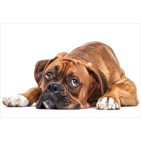 Tier #9 | Hund, Fotografie