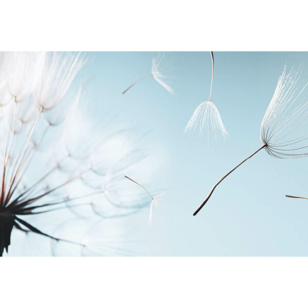 Natur #10 | Pusteblume, Fotografie