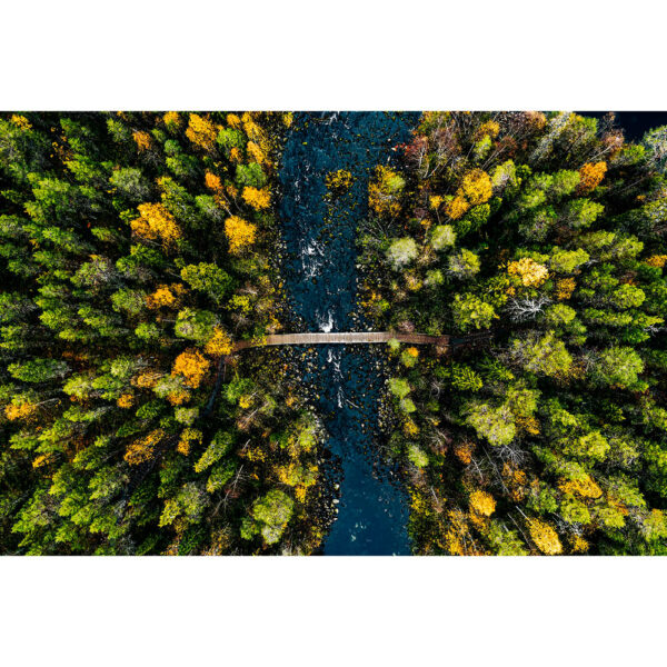 Natur #15 | Wald, Fotografie