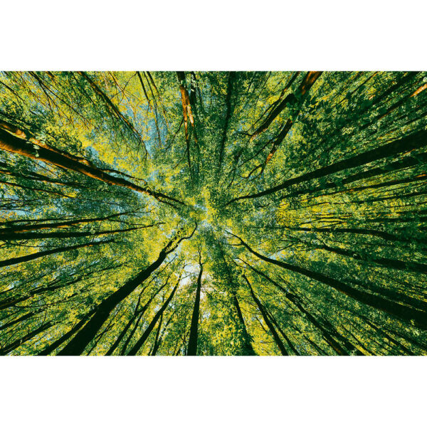 Natur #17 | Wald, Fotografie