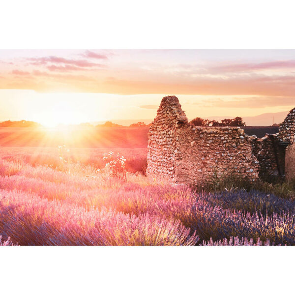 Natur #4 | Lavendelfeld, Fotografie