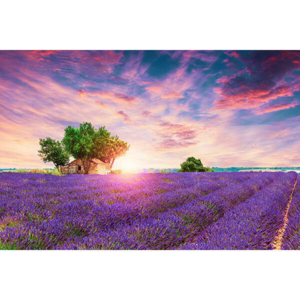 Natur #9 | Lavendelfeld, Fotografie
