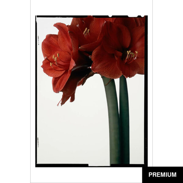 Wilko van Oostrum #21 | Amaryllis, Fotografie (Film)