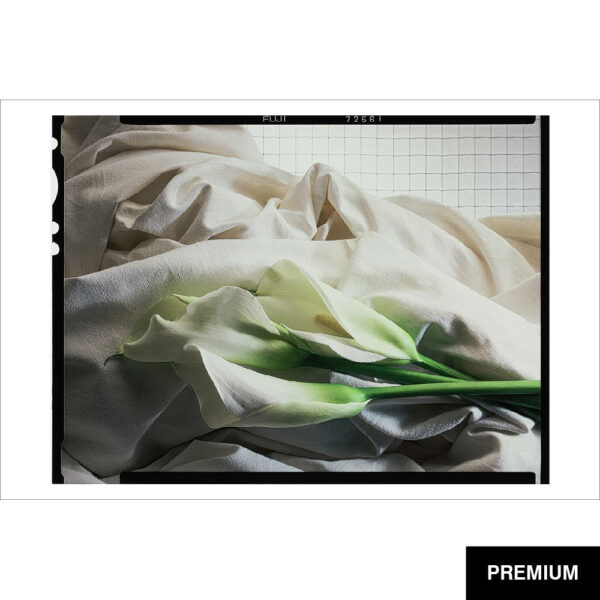 Wilko van Oostrum #22 | Calla Palustris (Drachenwurz) auf Tuch, Fotografie (Film)