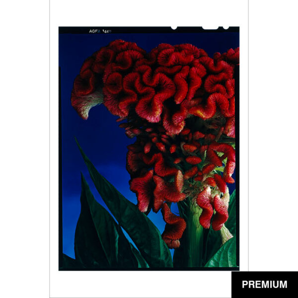 Wilko van Oostrum #23 | Celosia argentea var. cristata, Fotografie (Film)
