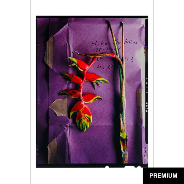 Wilko van Oostrum #27 | Heliconia Rostrata pink, Fotografie (Film)
