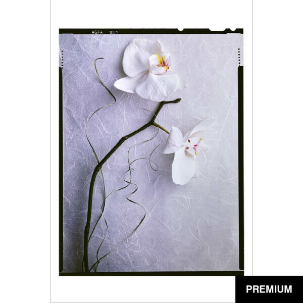 Wilko van Oostrum #30 | Orchidee auf Papier, Fotografie (Film)