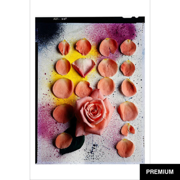 Wilko van Oostrum #32 | Rose Matrix, Fotografie (Film)