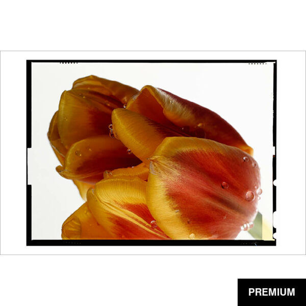 Wilko van Oostrum #35 | Tulpe mit Wassertropfen, Fotografie (Film)
