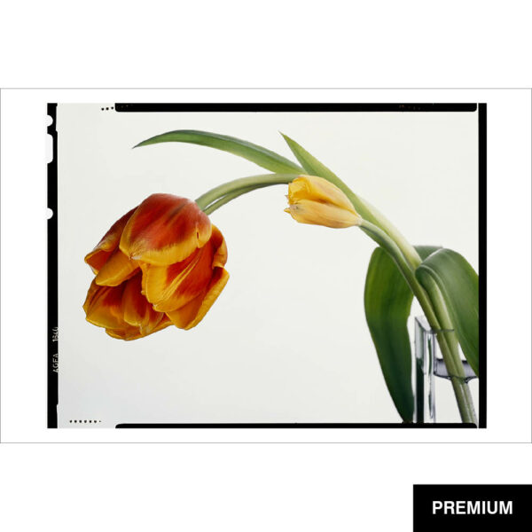 Wilko van Oostrum #36 | Tulpen in Vase, Fotografie (Film)