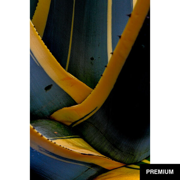 Wilko van Oostrum #46 | Agave Lopantha, Fotografie