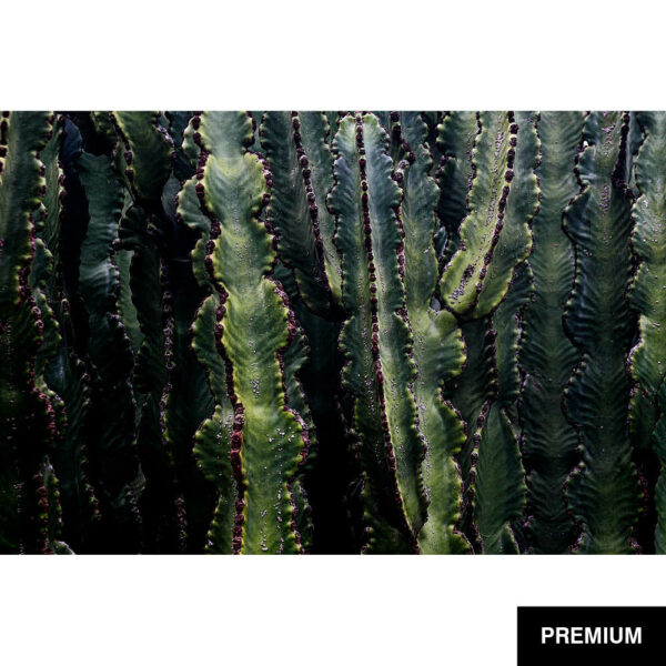 Wilko van Oostrum #47 | Euphorbia Canariensis, Fotografie
