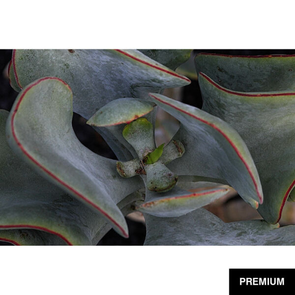 Wilko van Oostrum #48 | Echeverie SPP, Fotografie