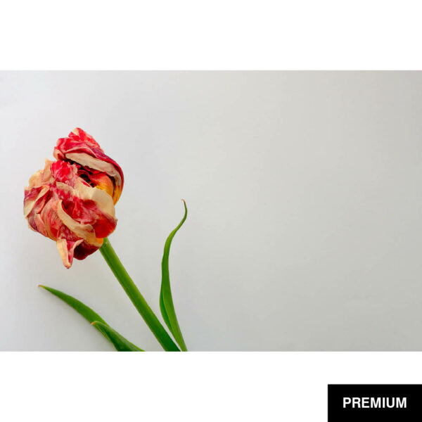 Wilko van Oostrum #69 | Tulpe Estella Rijnveld, Fotografie