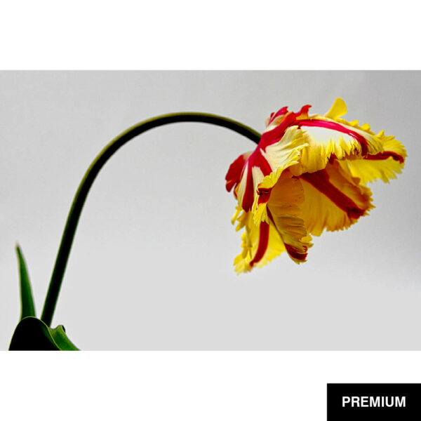 Wilko van Oostrum #71 | Tulpe Flaming Parrot, Fotografie