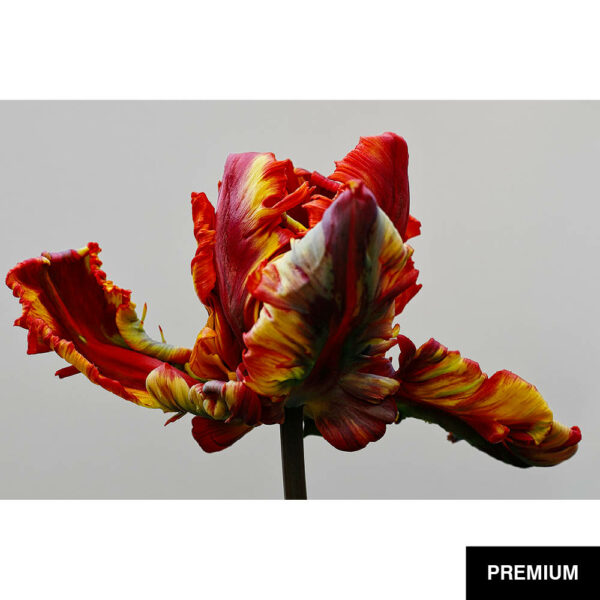 Wilko van Oostrum #72 | Tulpe Parrot Texas Flame, Fotografie