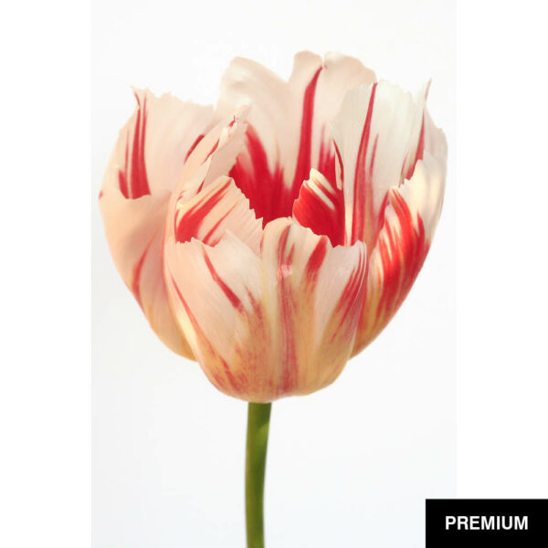 Wilko van Oostrum #74 | Tulpe Rembrandt, Fotografie