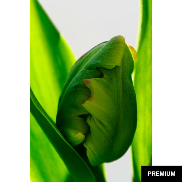 Wilko van Oostrum #75 | Tulpe Rococo 1, Fotografie