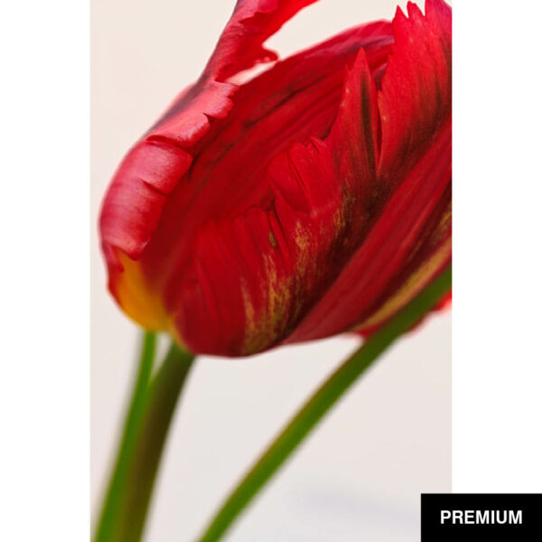 Wilko van Oostrum #76 | Tulpe Rococo 2, Fotografie