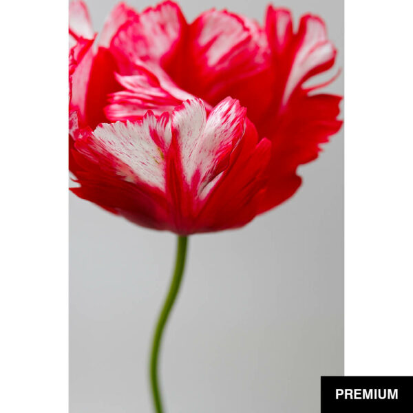 Wilko van Oostrum #77 | Tulpe Zomerschoon, Fotografie